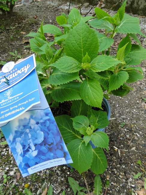 Hydrangea shrub in pot