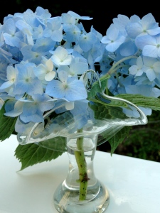 blue hydrangeas in a glass vase