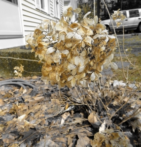 dead spring hydrangea flower