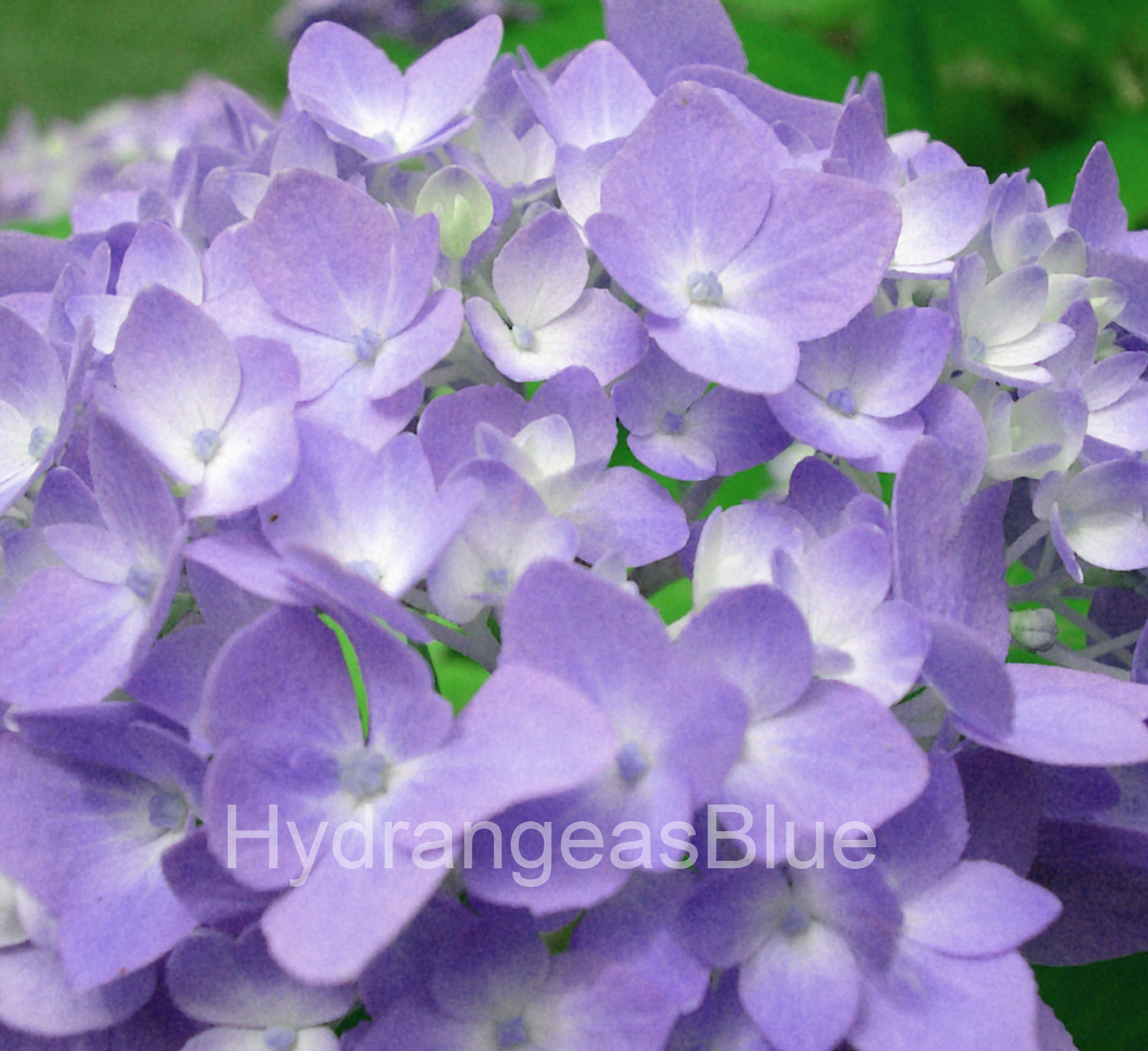 Bloomstruck is the New Purple Hydrangea For 2014