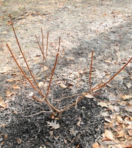 bare branches hydrangea