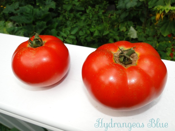 red, ripe garden tomatoes