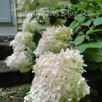 Stages of the Limelight Hydrangea Flower