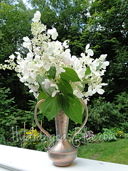 Image of Pinky winky hydrangea in vase