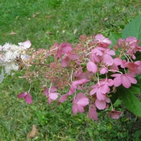 Hydrangeas With Cone-Shaped Flowers