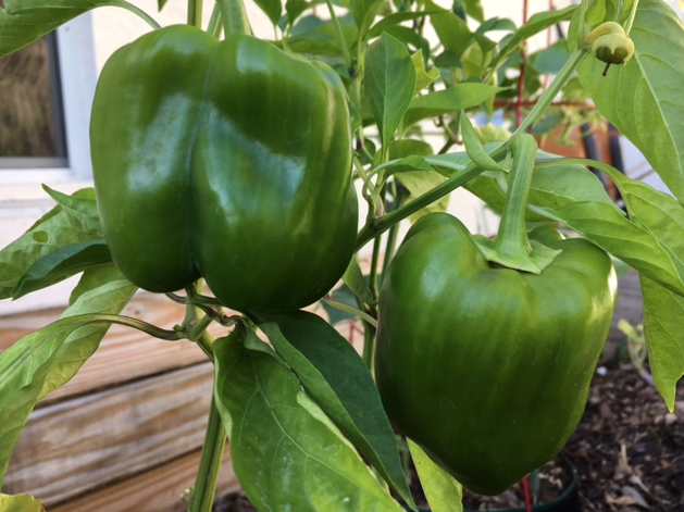 green bell peppers growing