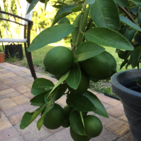 What I've Learned From Growing a Lime Tree