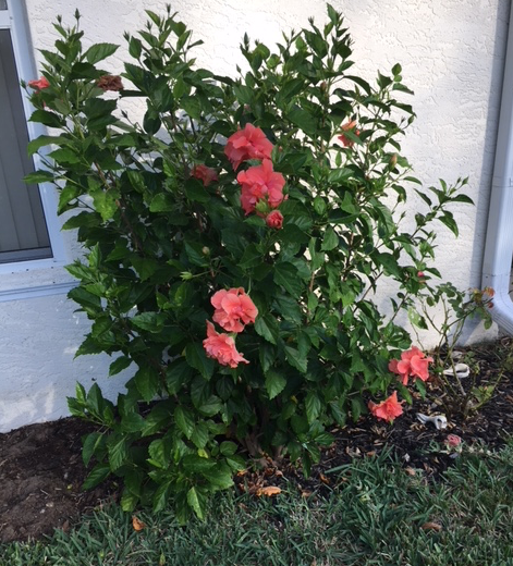 Must Plant More Fast Growing Tropical Hibiscus Plants