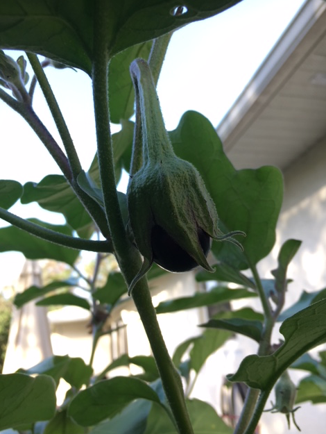 title eggplant beginning to grow