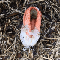 Garden Fungus Begins as a White Pod and Then Gets Weird