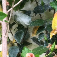 Giant Whiteflies Leave Long White Fur on Hibiscus Leaves