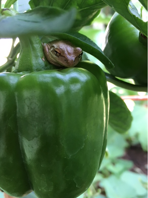 tree frog pepper plant
