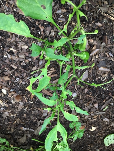 Hot pepper plant with chewed leaves
