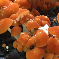 Are Orange Mushrooms in the Vegetable Garden Okay?
