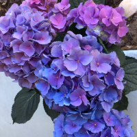 Greenhouse Hydrangea With Blue Flowers Forming