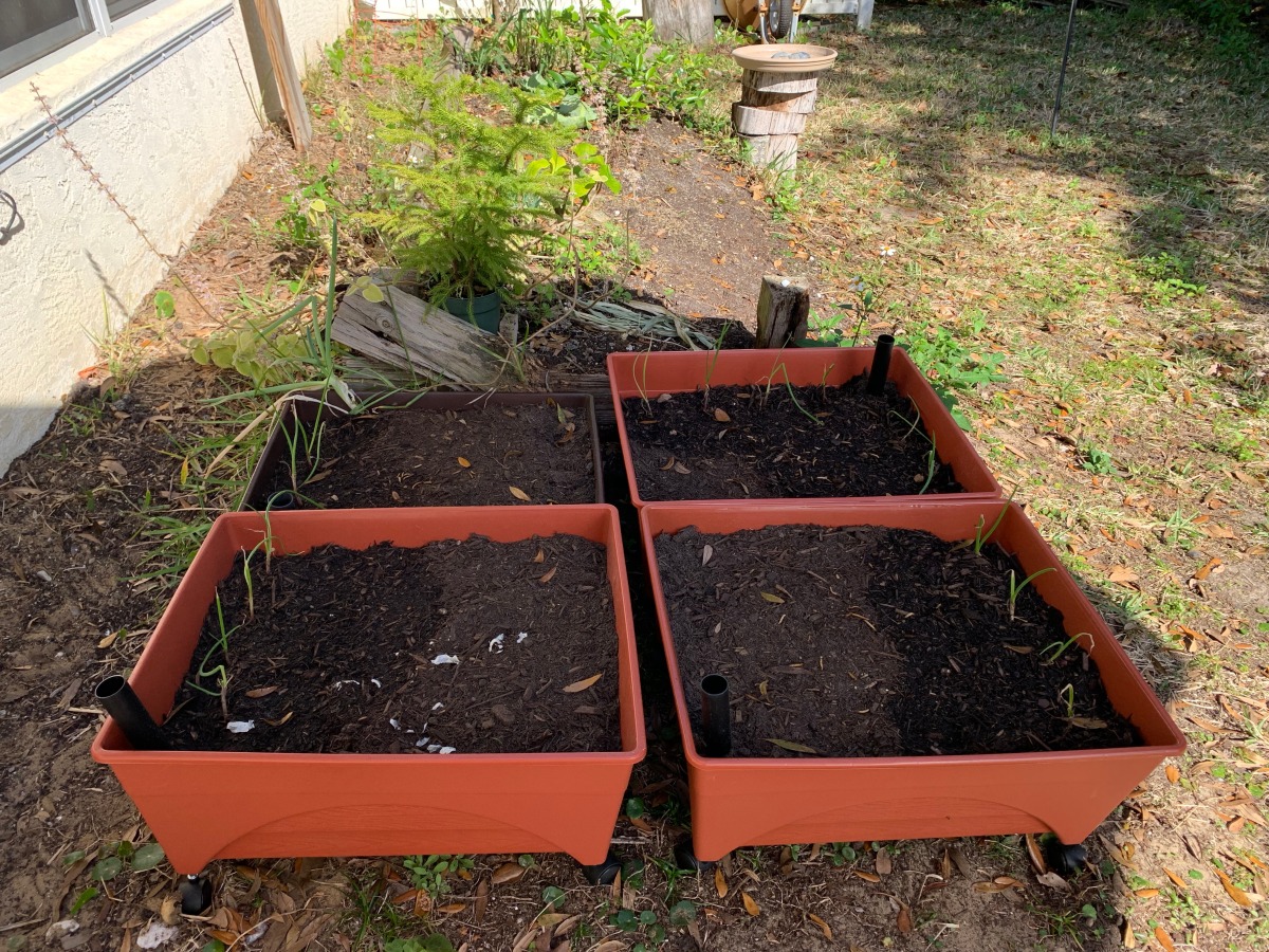 grow boxes with dirt ready to plant