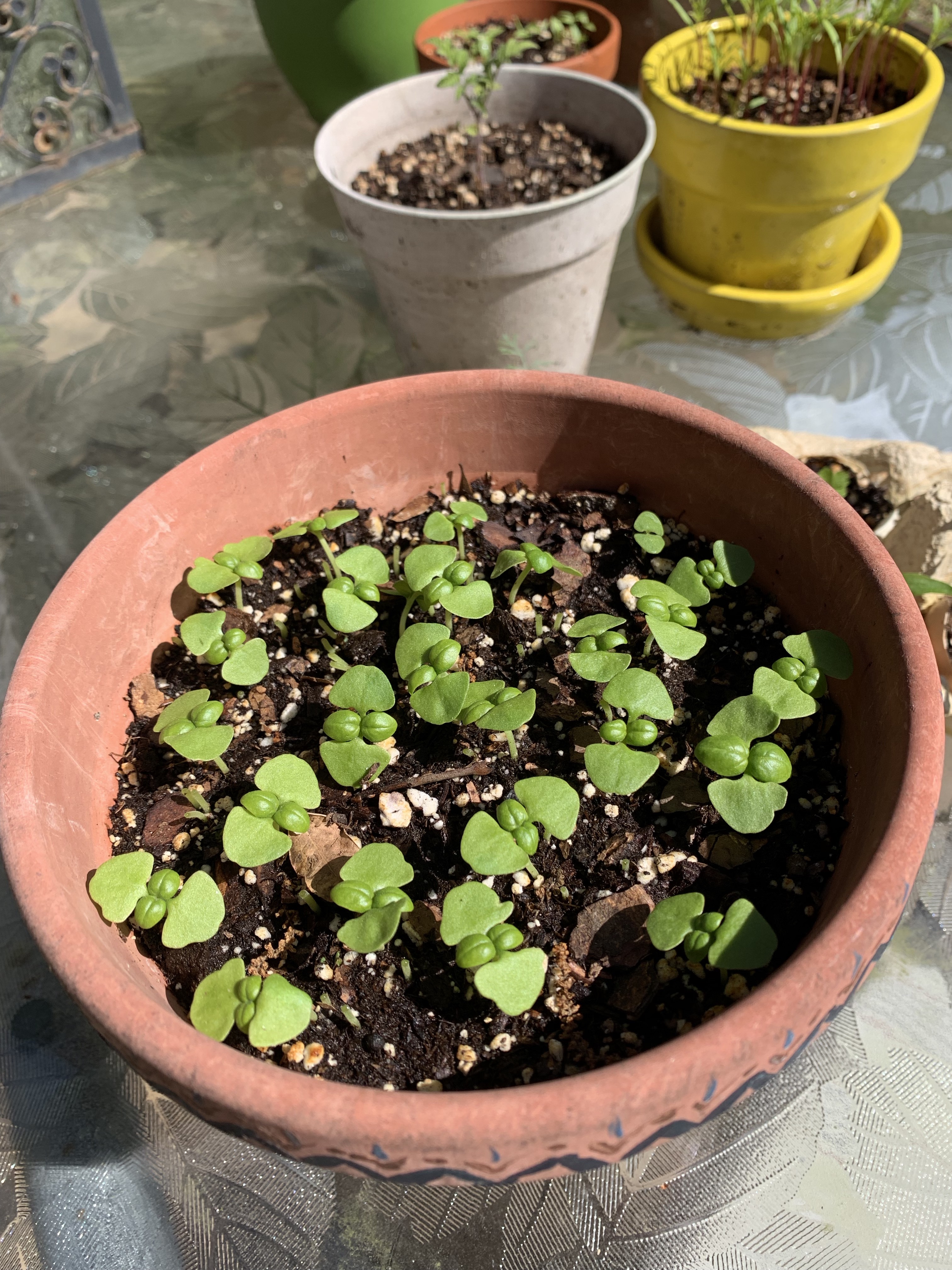 basil seedlings potted
