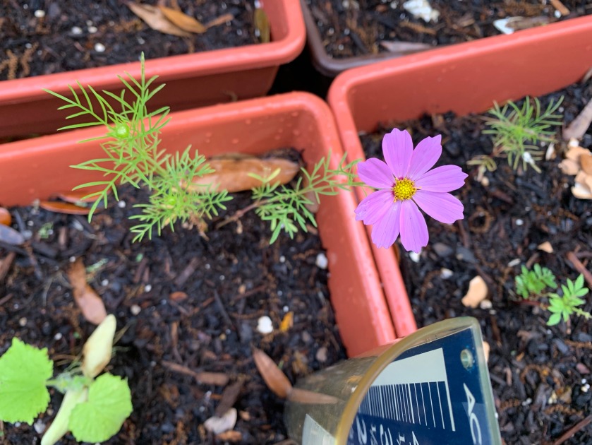 little cosmos flower blooming