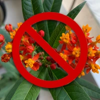 Fill the Yard With Milkweed - The Right Kind!