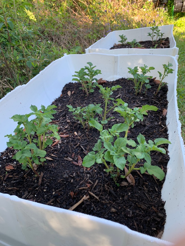 potato plants in grow box