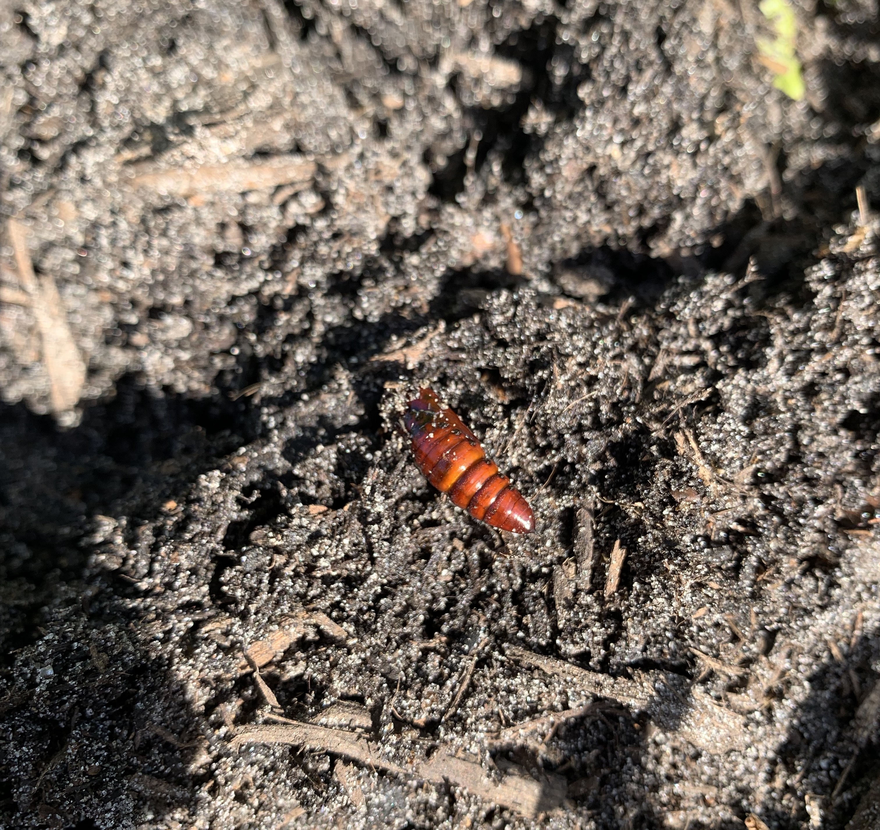 This hard orange-red thing in the dirt is cutworm pupa.
