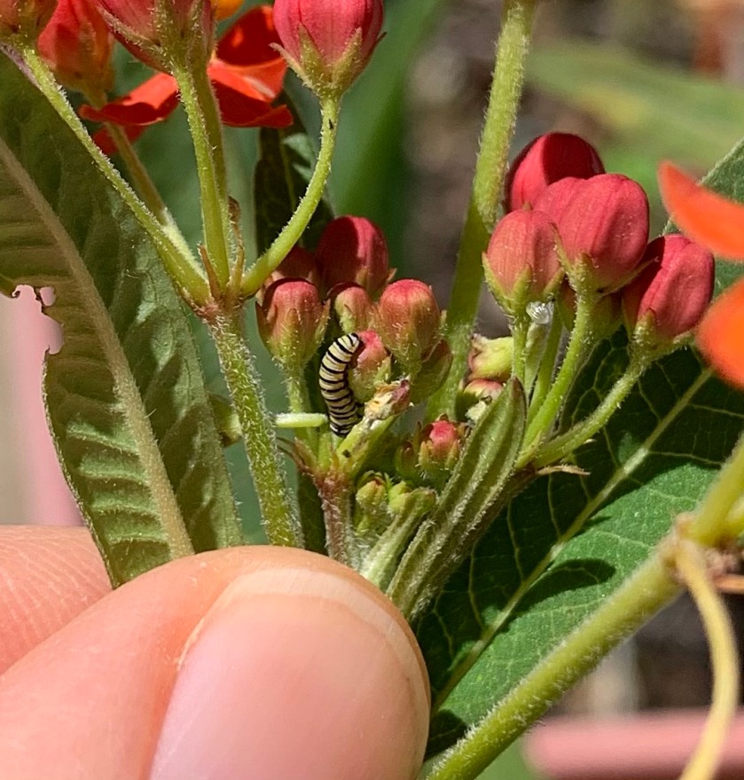 tiny monarch worm