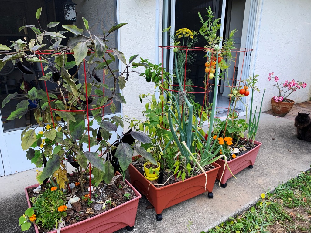growing vegetables in garden grow boxes