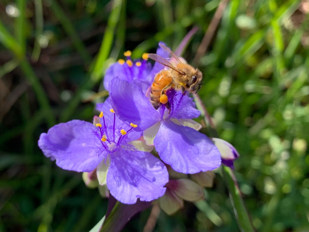 purple spiderwort with bee