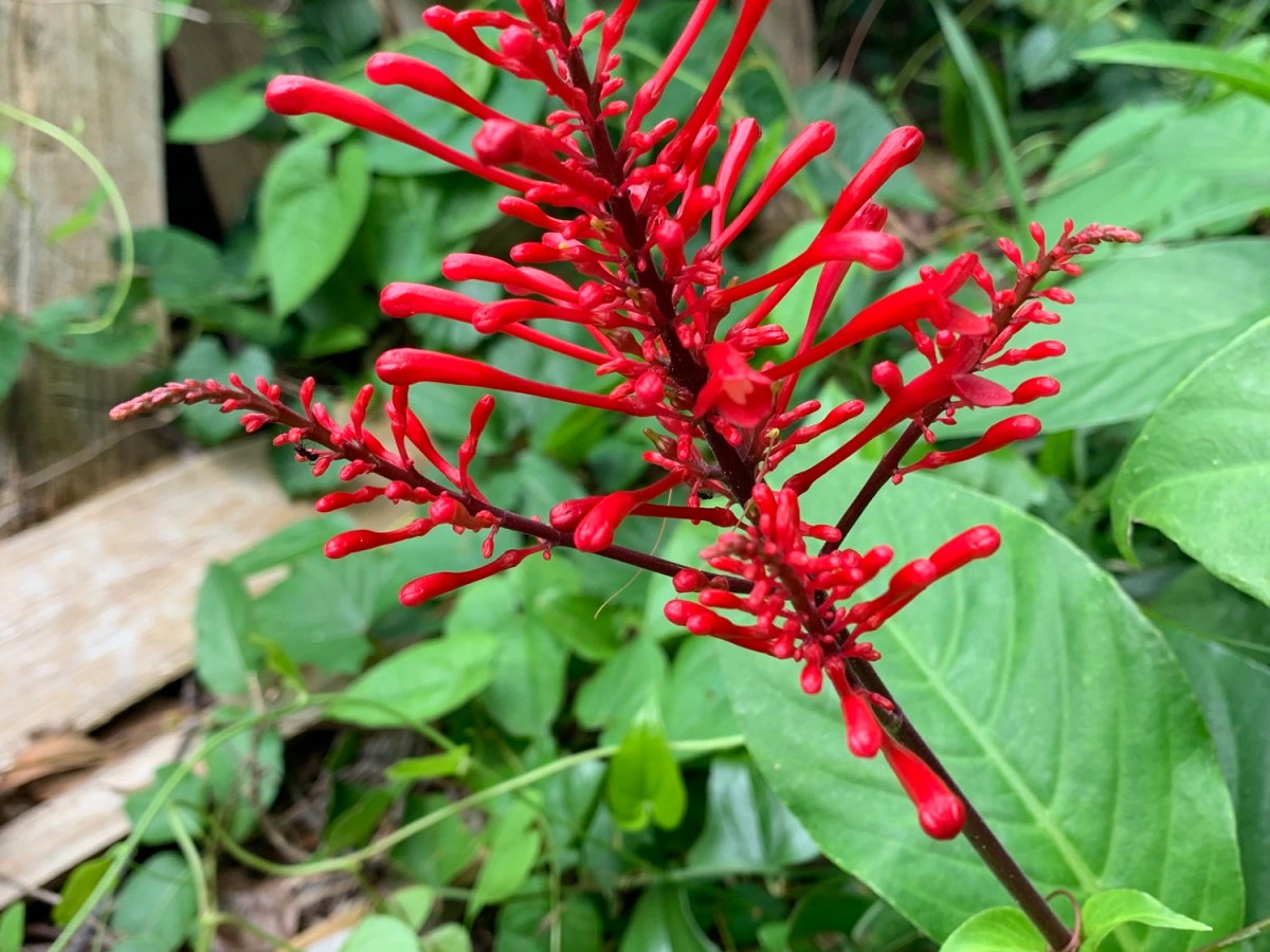 Backyard Surprise, A Hidden Firespike Plant