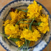 Growing Marigolds From Saved Seeds