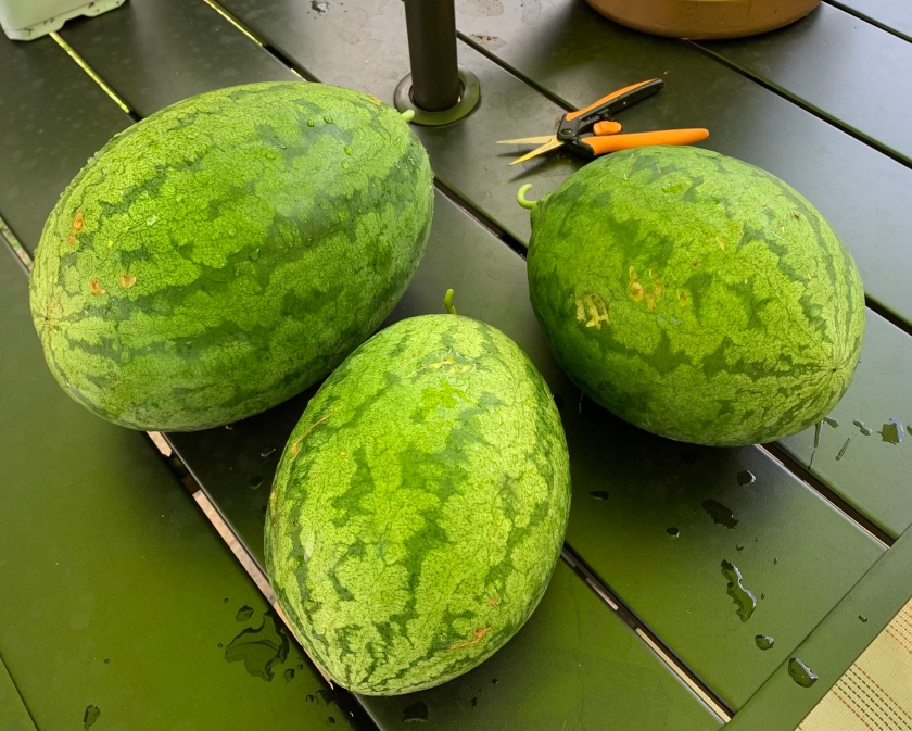 watermelon from the garden