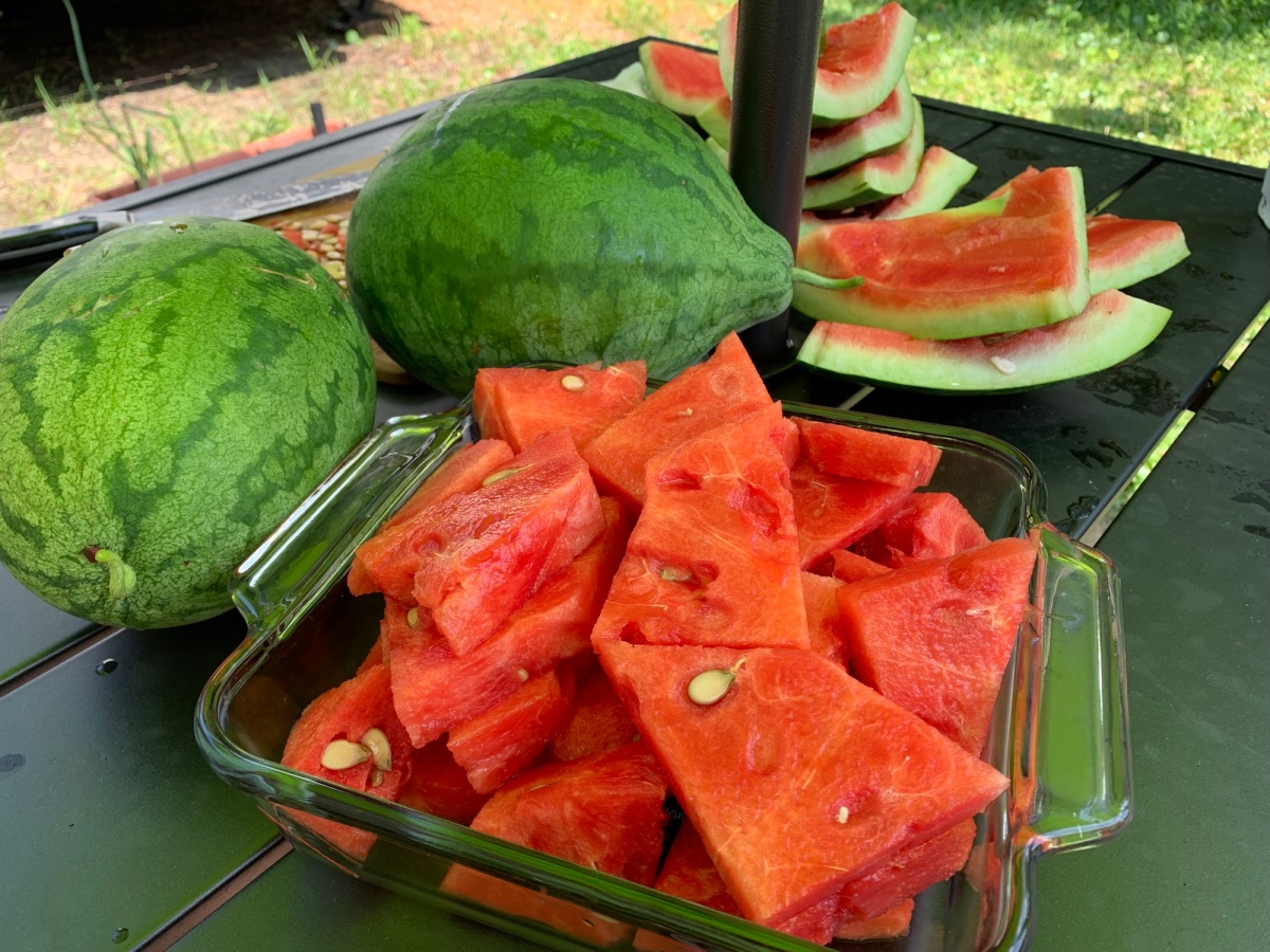 Picking and Eating Watermelon From My Garden