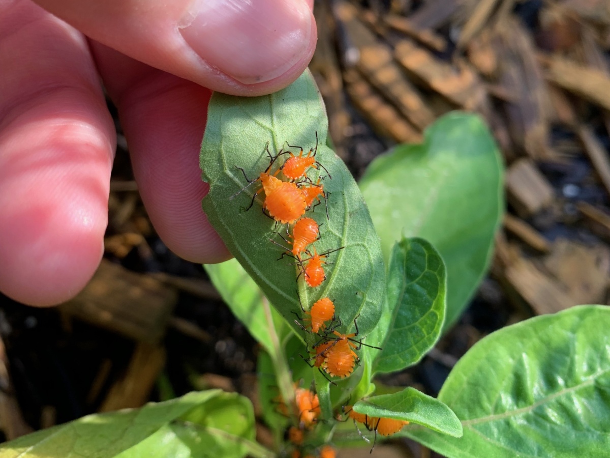 Tiny Orange Bugs on Ground Cherry
