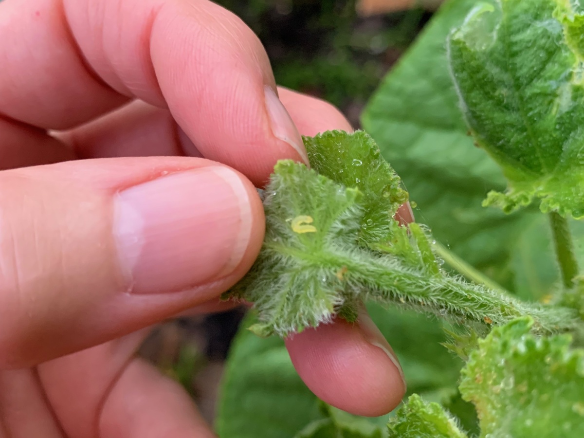 Dealing With Worms on the Cucumbers