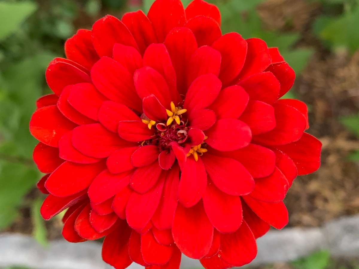 Beautiful Zinnia Flowers Are Useful to Bees