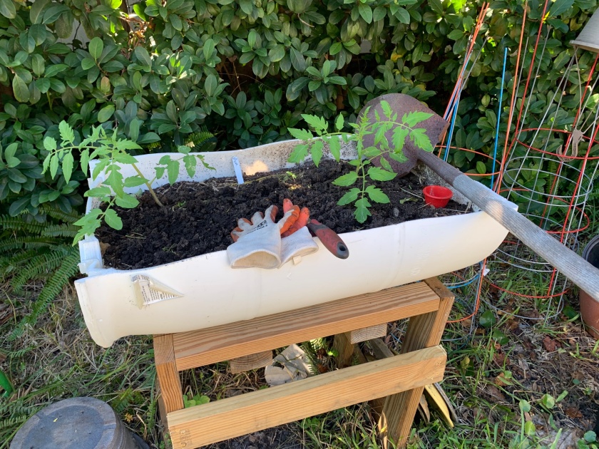 barrel raised garden bed with tomatoes growing