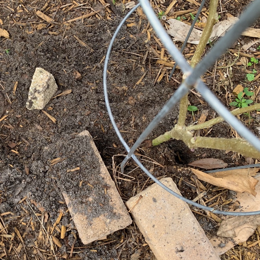 holes dug around base of garden plants