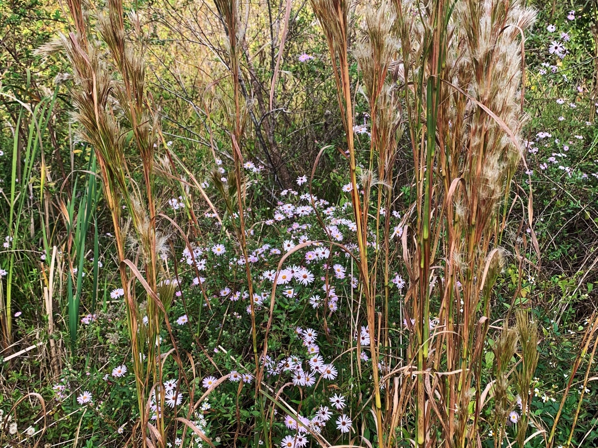 A Patch of Native Florida Wildflowers and Grass