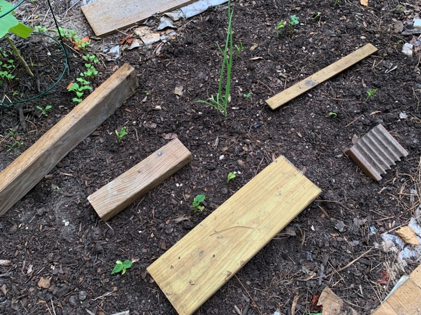 wood boards as prevention for digging in vegetable garden area
