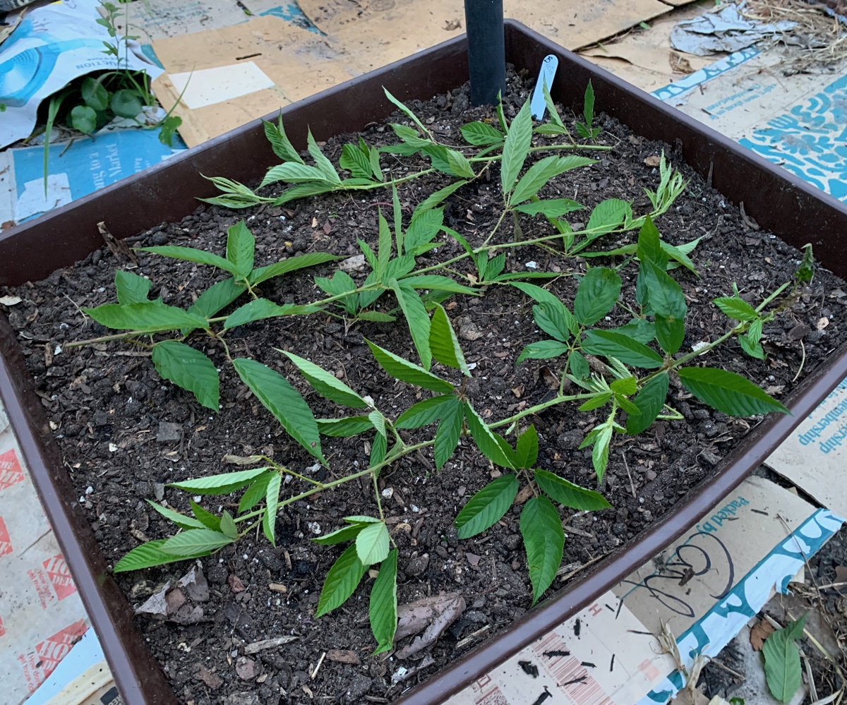 We Used The Cheapest Seedling Heat Mat From Home Depot And It Left Us  Feeling Warm And Fuzzy