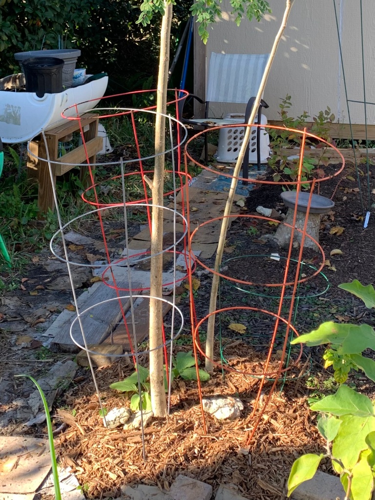 Use tomato cages to surround a moringa tree base to keep climbing animals away.