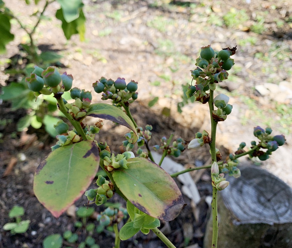 blueberry bush Florida