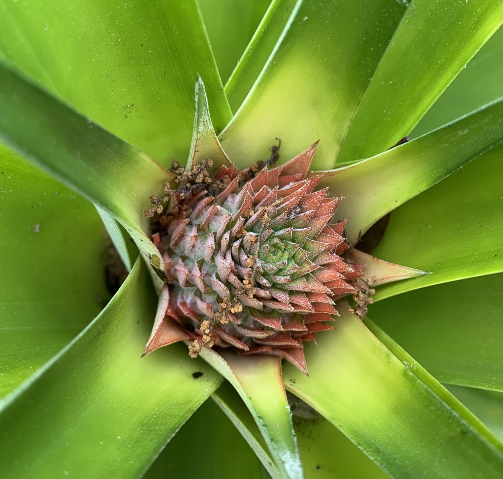 growing a pineapple