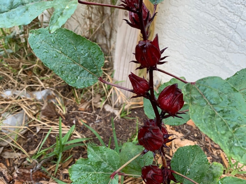 Grow Roselle Hibiscus in the Florida Garden